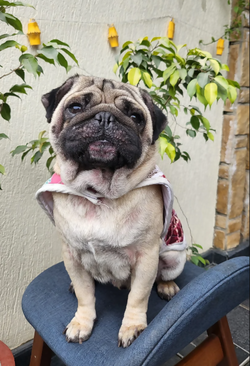 Customizable Pink Pet patchwork quilted jacket