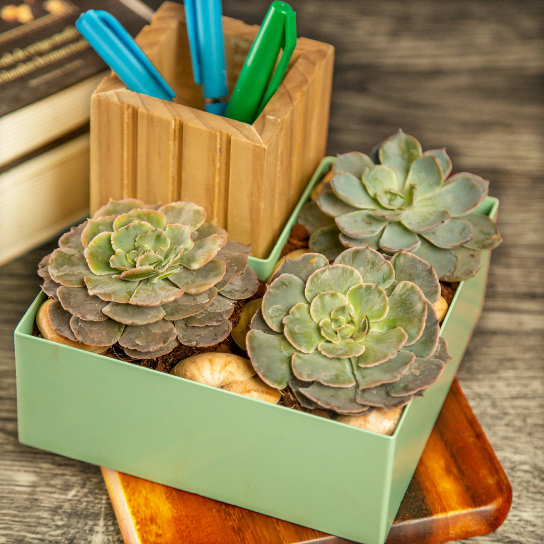Shimon Multifunctional Table Planter
