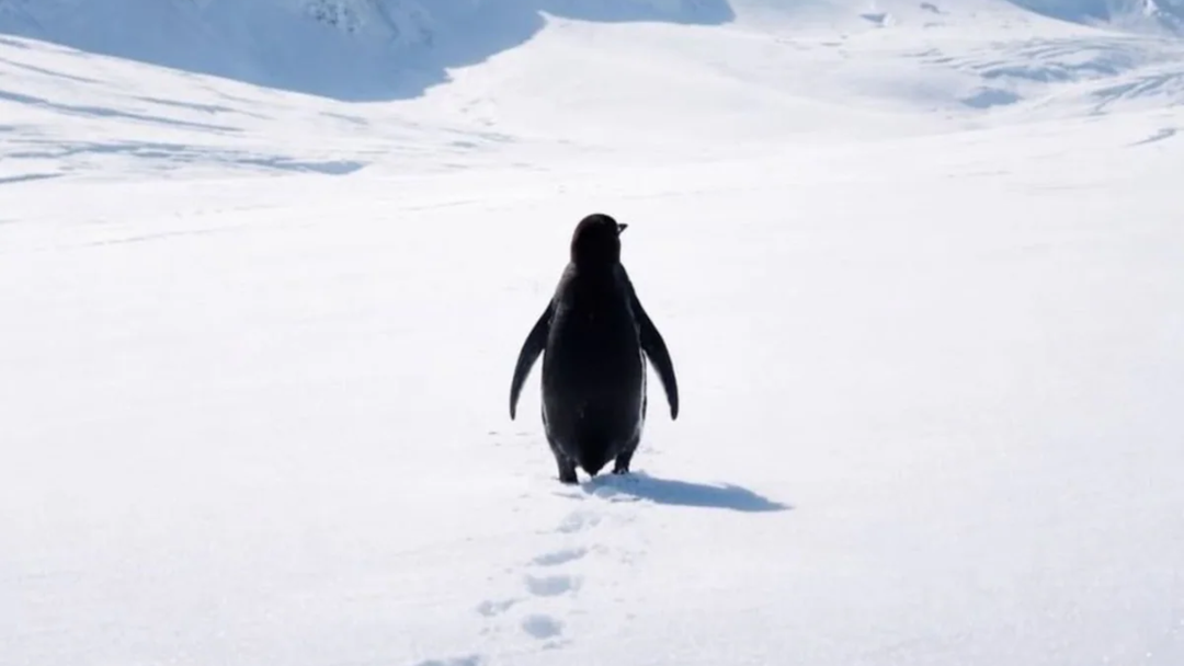 The Nihilist Penguin Meme and the Crisis Facing Penguins
