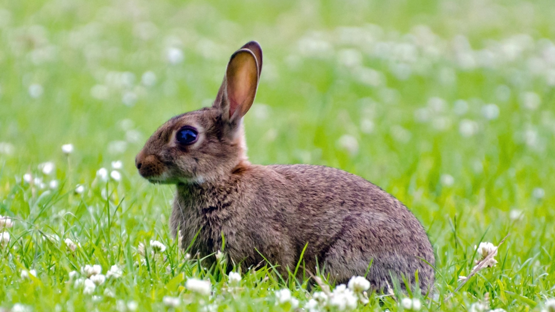 Speciesism and the Animal Cruelty Behind Fashion