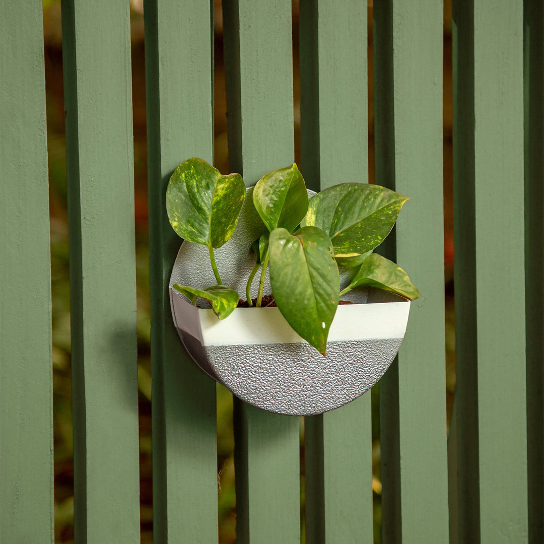 Small Berry Circular Planter